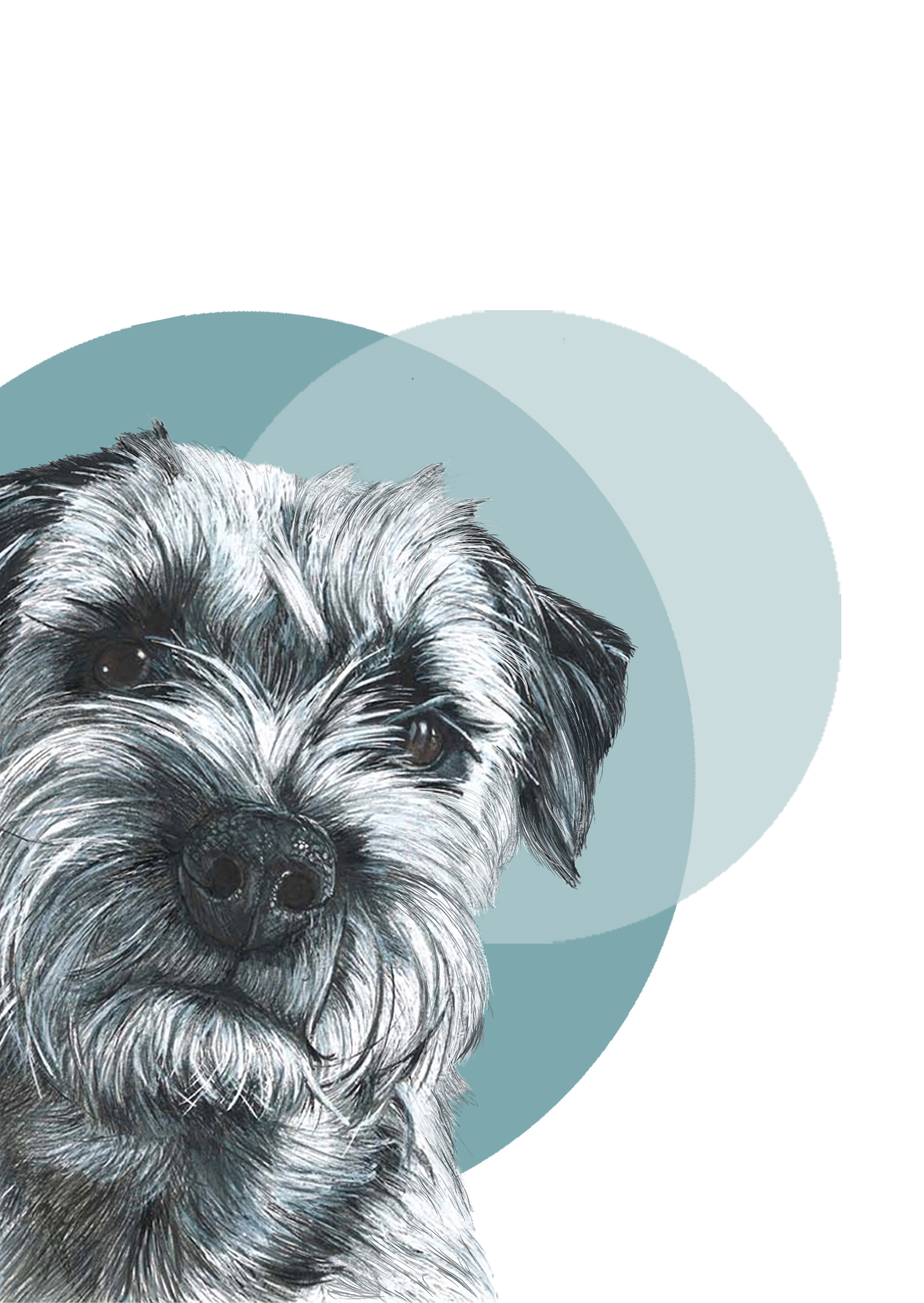 Border Terrier 100% Organic Cotton Tea-towel - Image 4