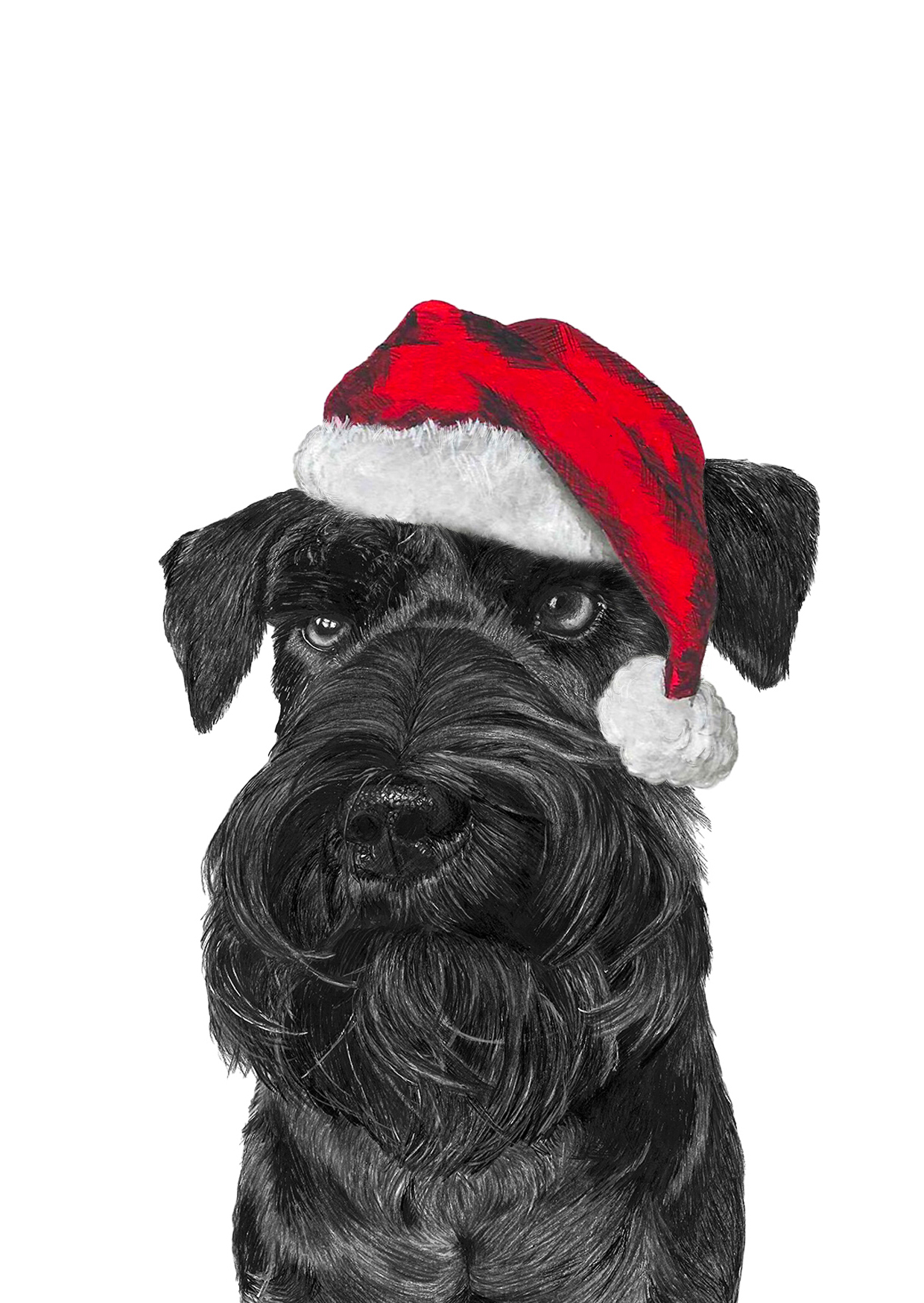 Black Miniature Schnauzer wearing Santa Hat - Image 2